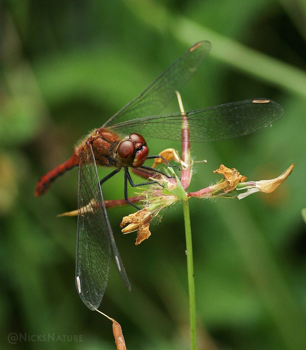 NicksNature's tweet photo. A Ruddy Darter (Male) Dragonfly
#TwitterNatureCommunity #NaturePhotography #insects #dragonflies https://t.co/DR43iB2N9L