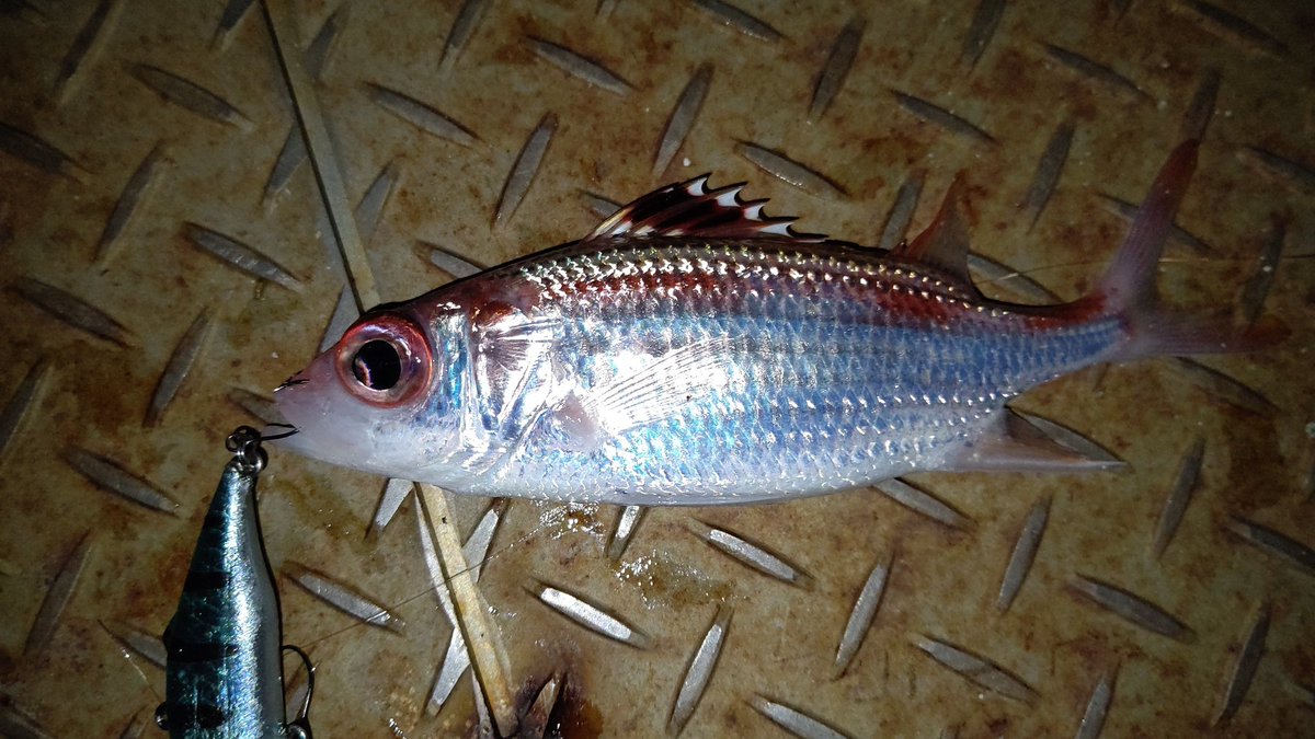 ぼびぃ 魚専用アカウントにした 昨夜 バイブレーションのスローリトリーブで釣れたウケグチイットウダイ 背鰭と鰓蓋の蕀に弱い毒があるようで刺された直後からイケカツオにサ時の1 10位の痛みが30分程続いた 釣れた時には用心してね 蕀は細い割には