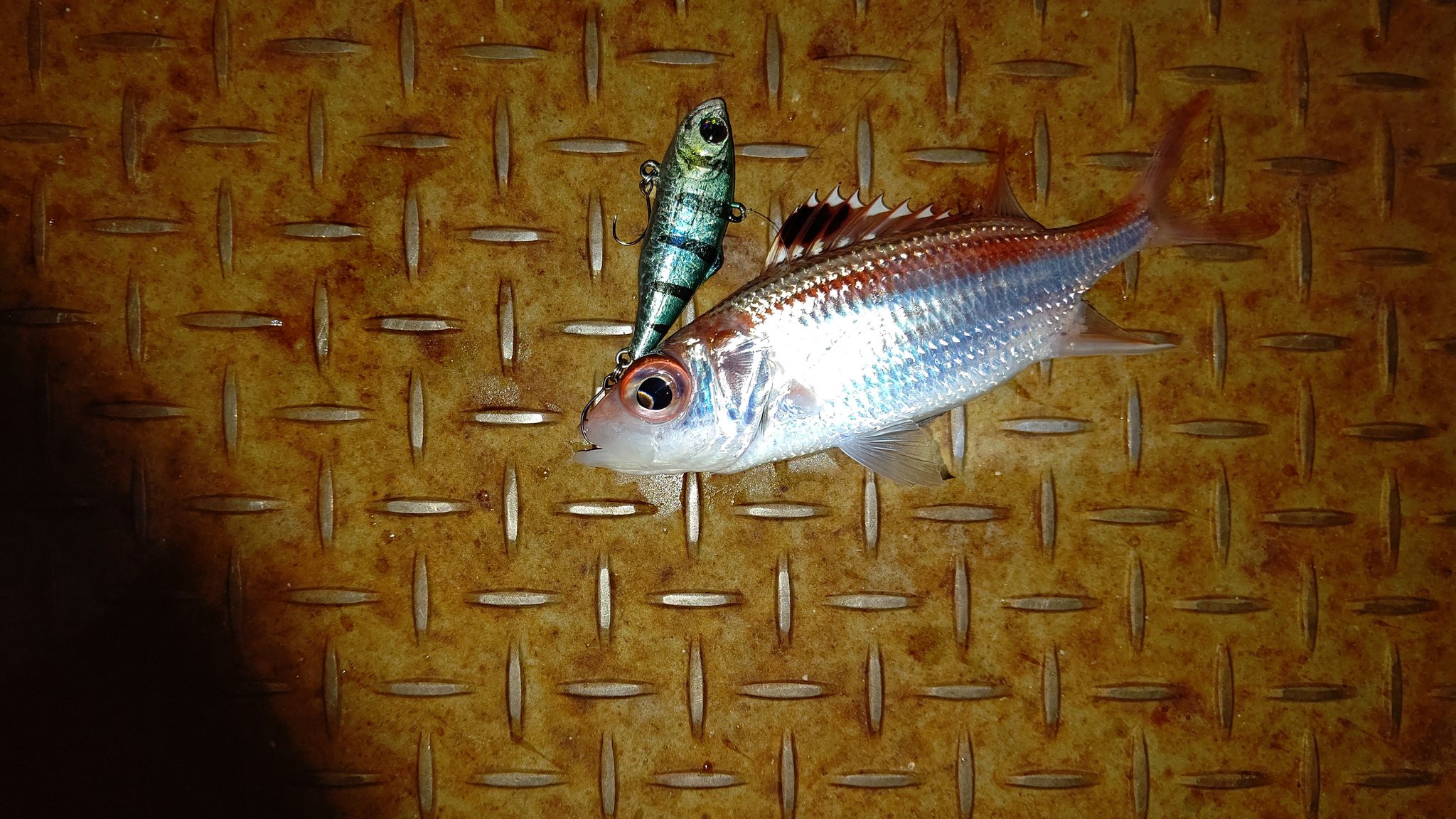 ぼびぃ 魚専用アカウントにした 昨夜 バイブレーションのスローリトリーブで釣れたウケグチイットウダイ 背鰭と鰓蓋の蕀に弱い毒があるようで刺された直後からイケカツオにサ時の1 10位の痛みが30分程続いた 釣れた時には用心してね 蕀は細い割には