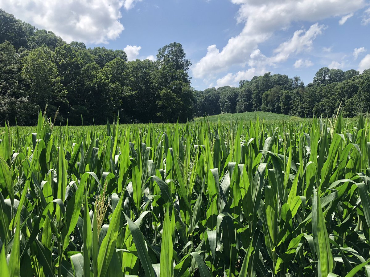terrymeiners's tweet photo. Wander Indiana 🌽🐟🎣⛳️🏌🏾♂️🐄🛩
#FrenchLick #PatokaLake #OrangeCounty #CrawfordCounty #DonaldRossCourse #PeteDyeCourse https://t.co/7RvCTeSdT2