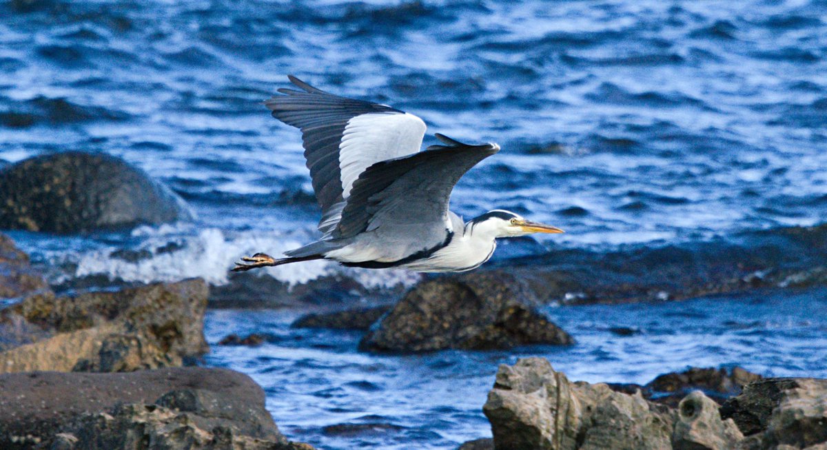 HeavensAbove7's tweet photo. More pics... #greyherron #crail #kilminning #fife #fifeness https://t.co/Rne5ApxgW9