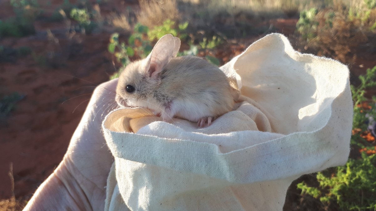 FAME_Species's tweet photo. This week for #ThreatenedThursday it's a little battler that's all sorts of cuteness: big eyes, big rounded ears, fluffy belly and a long, long tail. It is, of course, the Dusky Hopping-mouse. Read on for more: https://t.co/JfdntEO07f

Photo: Katherine Moseby https://t.co/FqX9jCX4FV