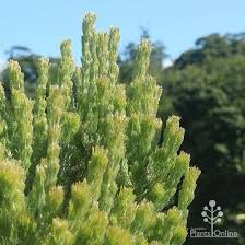 TerryJWilson's tweet photo. @gretchenrubin Adenanthos - woolly bush https://t.co/bKyQFEjKvM