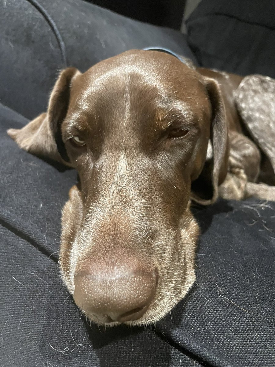 DogBandanasByAmy tweet media