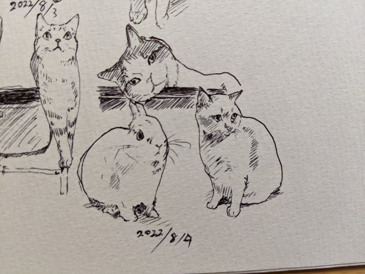 ニャオハは結局立つのかなぁ…カキカキ。 