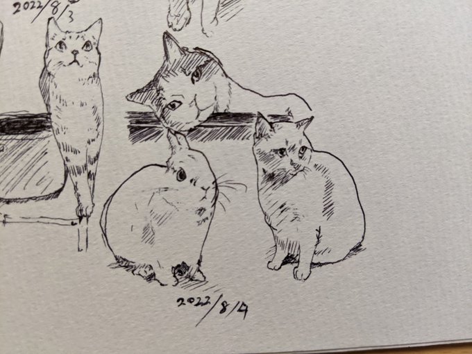 ニャオハは結局立つのかなぁ…カキカキ。 