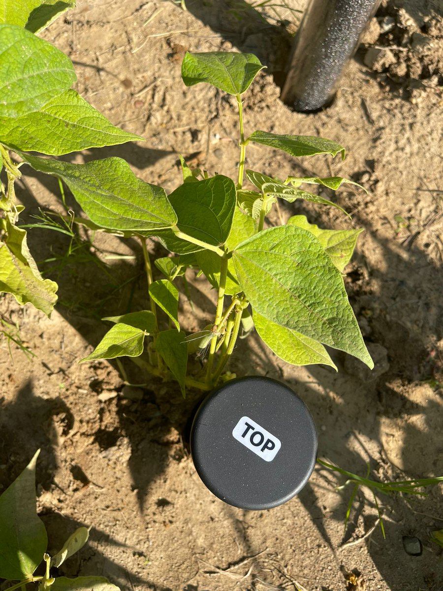 RootHausLab's tweet photo. Mini Rhizotron (CI-602) installation day!
#minirhizotron #RootHausLab #MSU https://t.co/oyOif3jfgI
