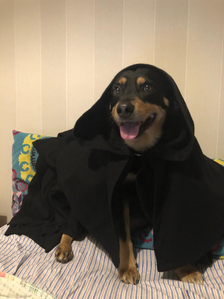 pipakashi's tweet photo. troquei de telemóvel e não tenho cat memes, mas esta foto é tudo que preciso <3 https://t.co/lxG2LTyk25