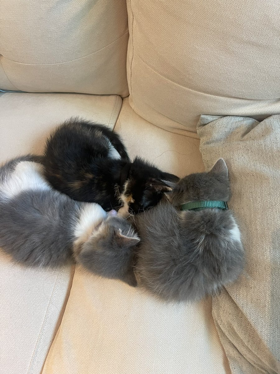 Everyone meet Darcy &amp; her sisters💜