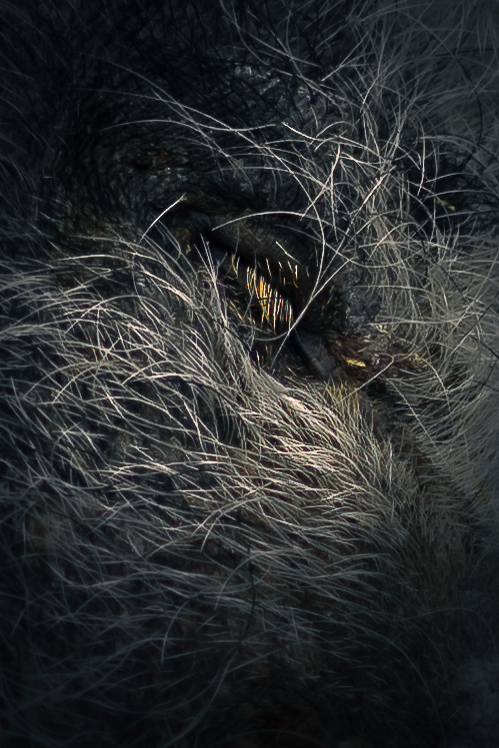 DavidSimanyi's tweet photo. Eyes of zoo
#zoo #AnimalRights #wildlife #wildlifephotography #PhotoOfTheDay #zoophoto #NaturePhotography https://t.co/Z2vBPi5foz