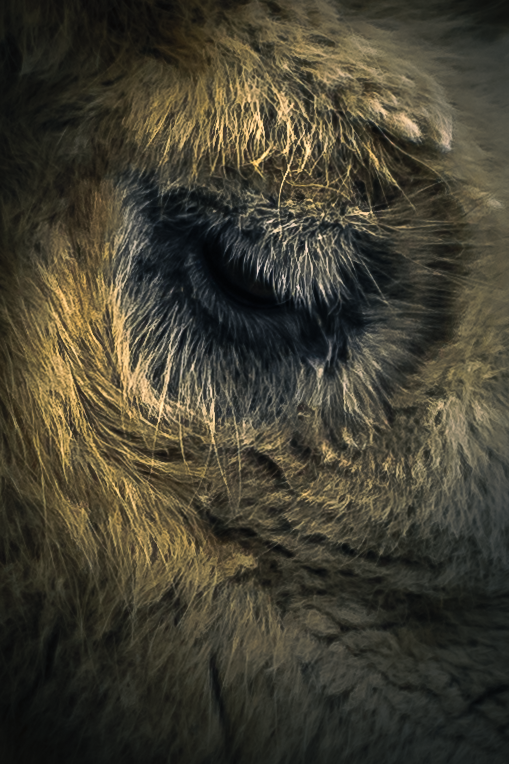 DavidSimanyi's tweet photo. Eyes of zoo
#zoo #AnimalRights #wildlife #wildlifephotography #PhotoOfTheDay #zoophoto #NaturePhotography https://t.co/Z2vBPi5foz