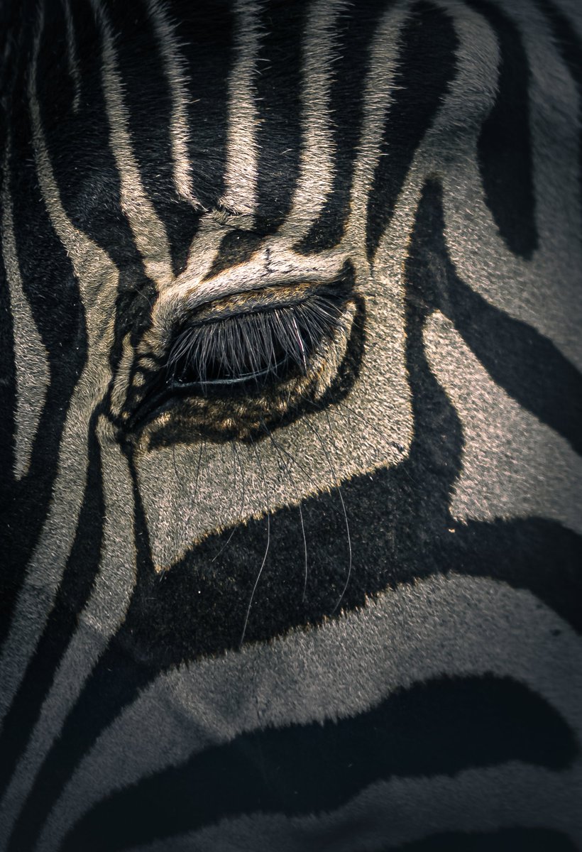 DavidSimanyi's tweet photo. Eyes of zoo
#zoo #AnimalRights #wildlife #wildlifephotography #PhotoOfTheDay #zoophoto #NaturePhotography https://t.co/Z2vBPi5foz