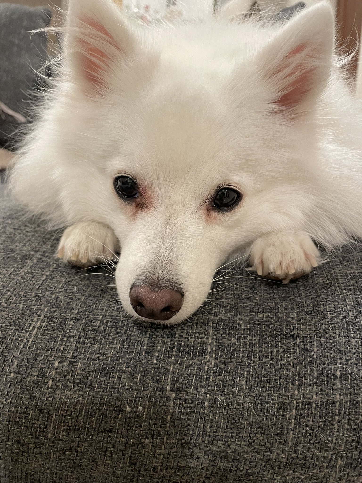 日本スピッツのココ Cocouoxou Twitter