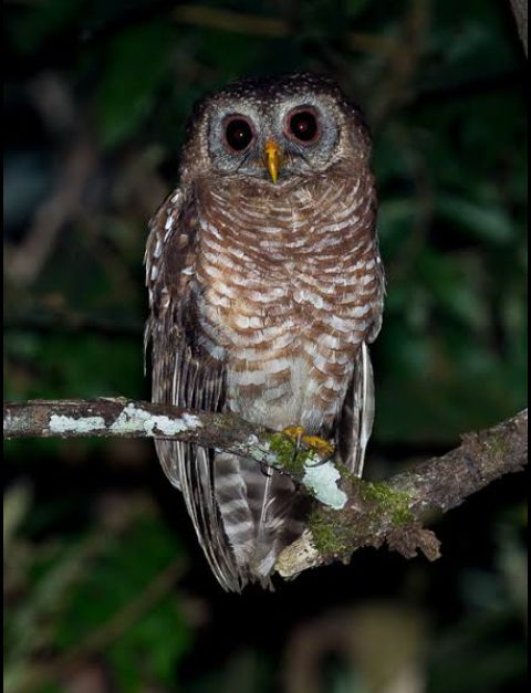 TLetlabola's tweet photo. South African wood Owl😍 Saw one tonight with my own two eyes 👀such a beautiful bird🦉
#BirdsofPrey  #Birds #owls  #naturelovers #NatureBeauty https://t.co/Fl3bndF0Sb