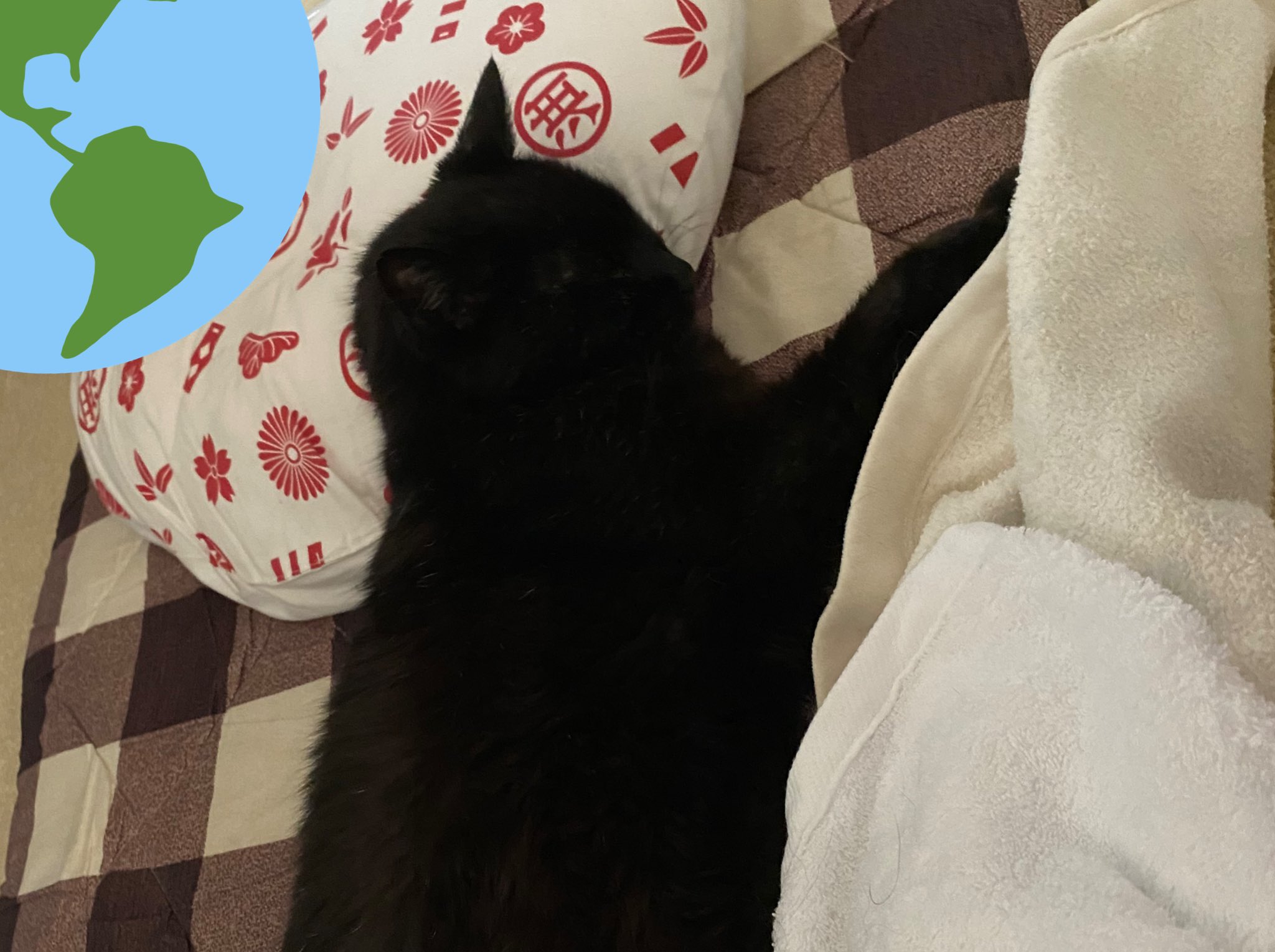 くろすけ En Twitter 2bl3rdrxexpntz9 あ わかる その気持ち 長い休みのときに一日潰して 猫ってどんな一日を過ごすんだろう って 同じ行動をしてみたことが 笑 食う寝る游ぶなんだけれども 笑 Twitter