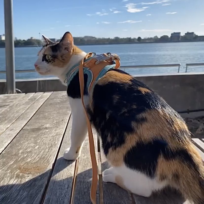 แมวสามสี 99% เป็นตัวเมีย ถ้าเจอสามสีตัวผู้น้องจะเป็นหมัน แต่หายากมากๆเพราะจะมีแค่ 1% คือนี่เพิ่งรู้ตอนที่ได้เลี้ยงแมว T _ T