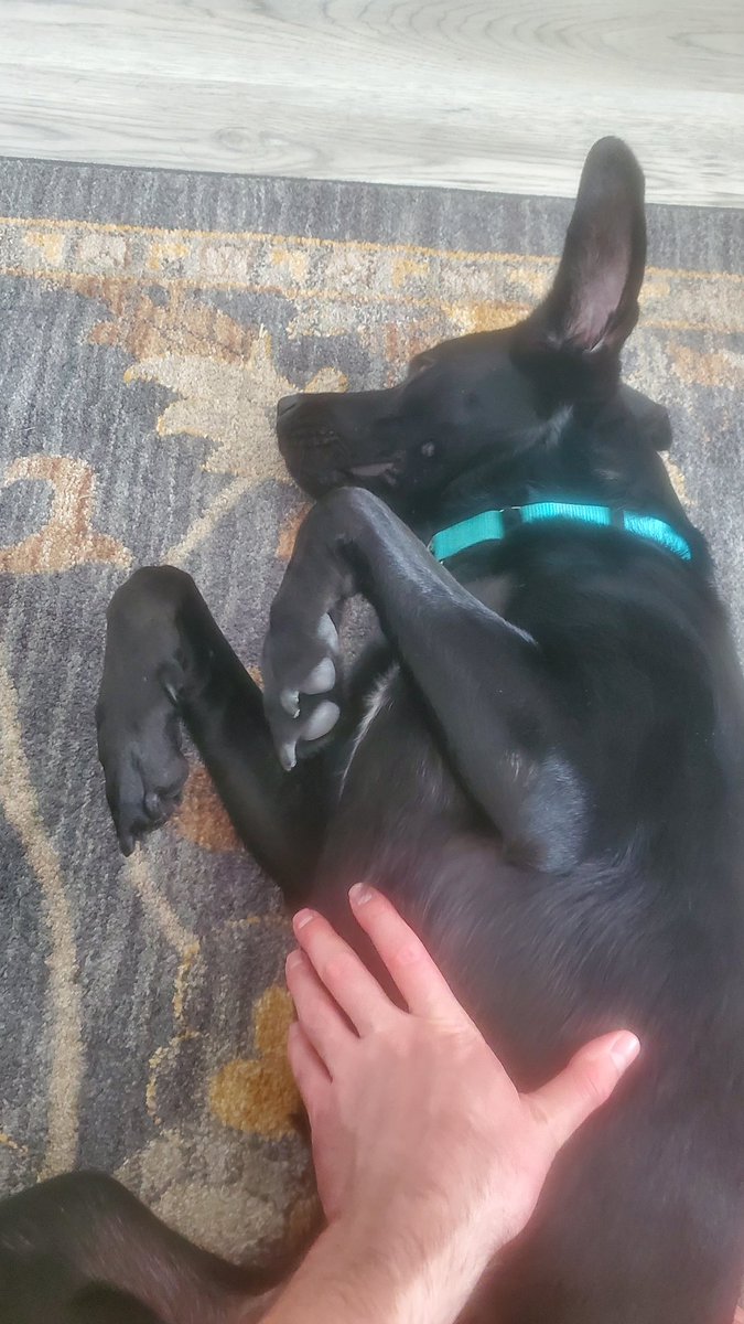 Dwyguy_19's tweet photo. Bean does t-rex arms when getting belly rubs #Beansday https://t.co/wkPQsgk20H