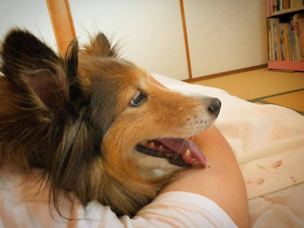 かわいい子犬屋さん Twitter Search Twitter