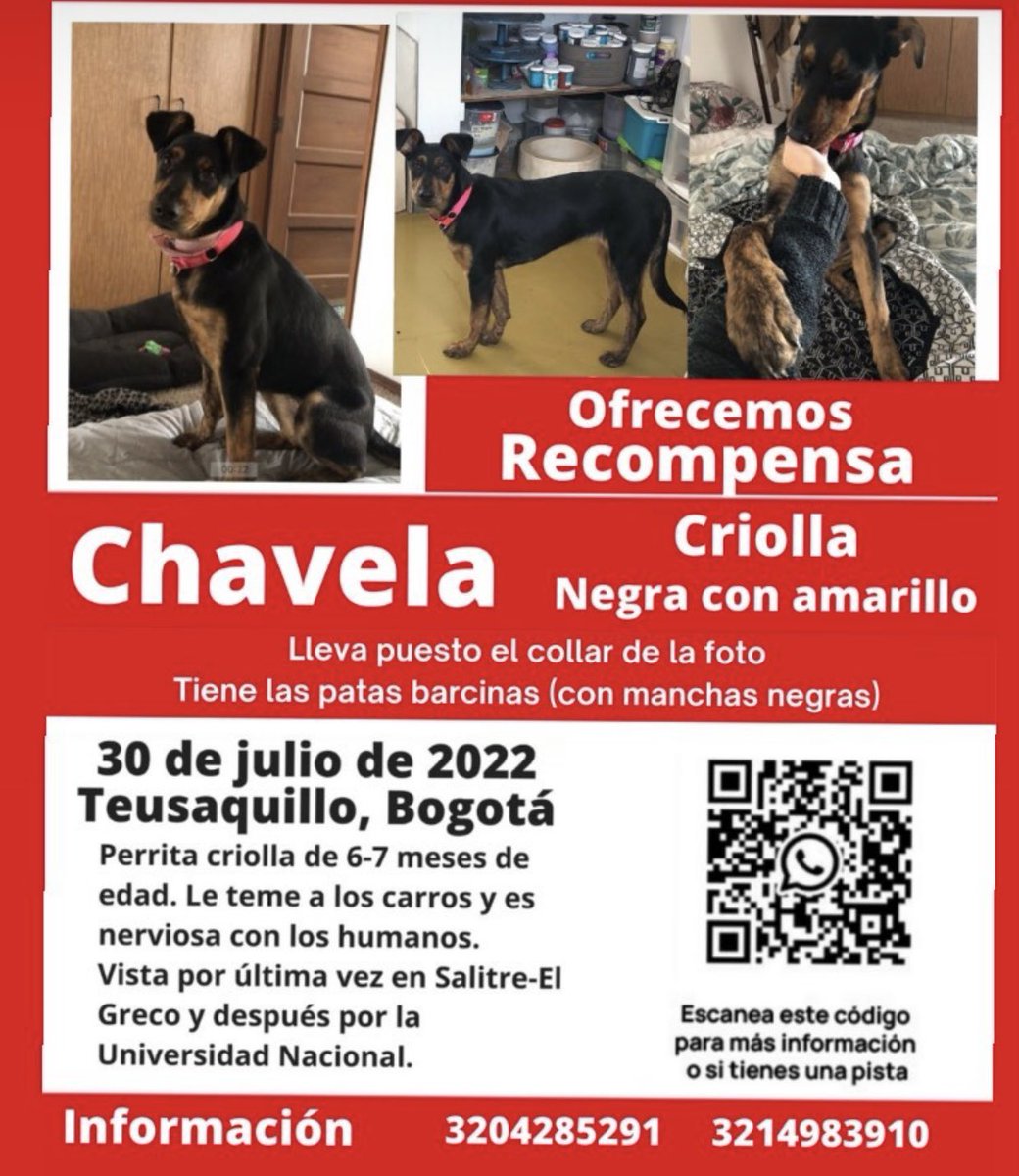 Siguen pérdidas estas dos perritas, la de la izquierda por Kennedy y la de la derecha por Teusaquillo. Sus dueñas están angustiadas y las esperan en casa, ayudemos a compartir y a echar ojito.