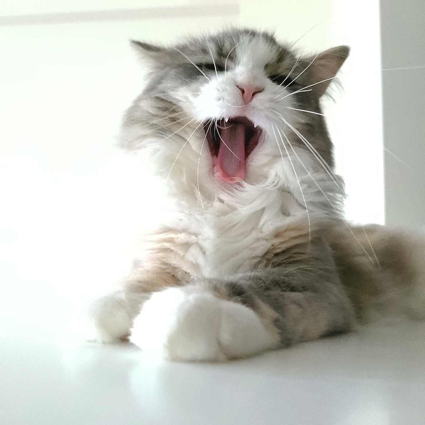 Rame ラメ ん よくよく見たら ヒゲが長いね 猫のいる暮らし 猫好きさんと繋がりたい 猫が好き 猫のいる幸せ T Co Ucbrpdg4wo Twitter