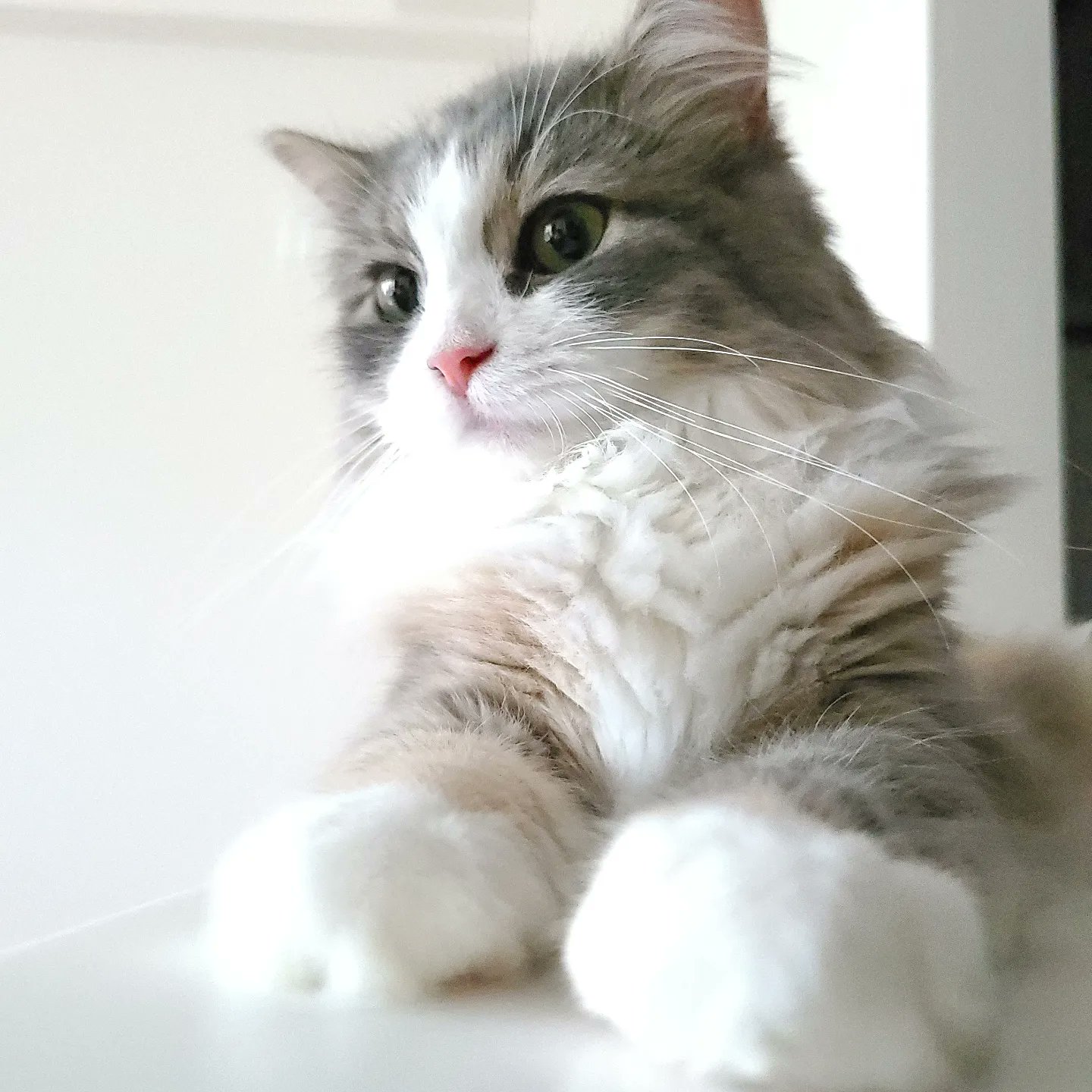 Rame ラメ ん よくよく見たら ヒゲが長いね 猫のいる暮らし 猫好きさんと繋がりたい 猫が好き 猫のいる幸せ T Co Ucbrpdg4wo Twitter Rame ラメ ん よくよく見たら ヒゲが長いね 猫のいる暮らし 猫好きさんと繋がりたい 猫が好き 猫のいる幸せ T Co Ucbrpdg4wo Twitter