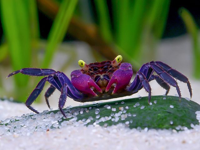 Nature_Is_Lit's tweet photo. 🔥 Vampire Crab 🔥 https://t.co/zR6jU4Ao3k https://t.co/VCiankOa7P