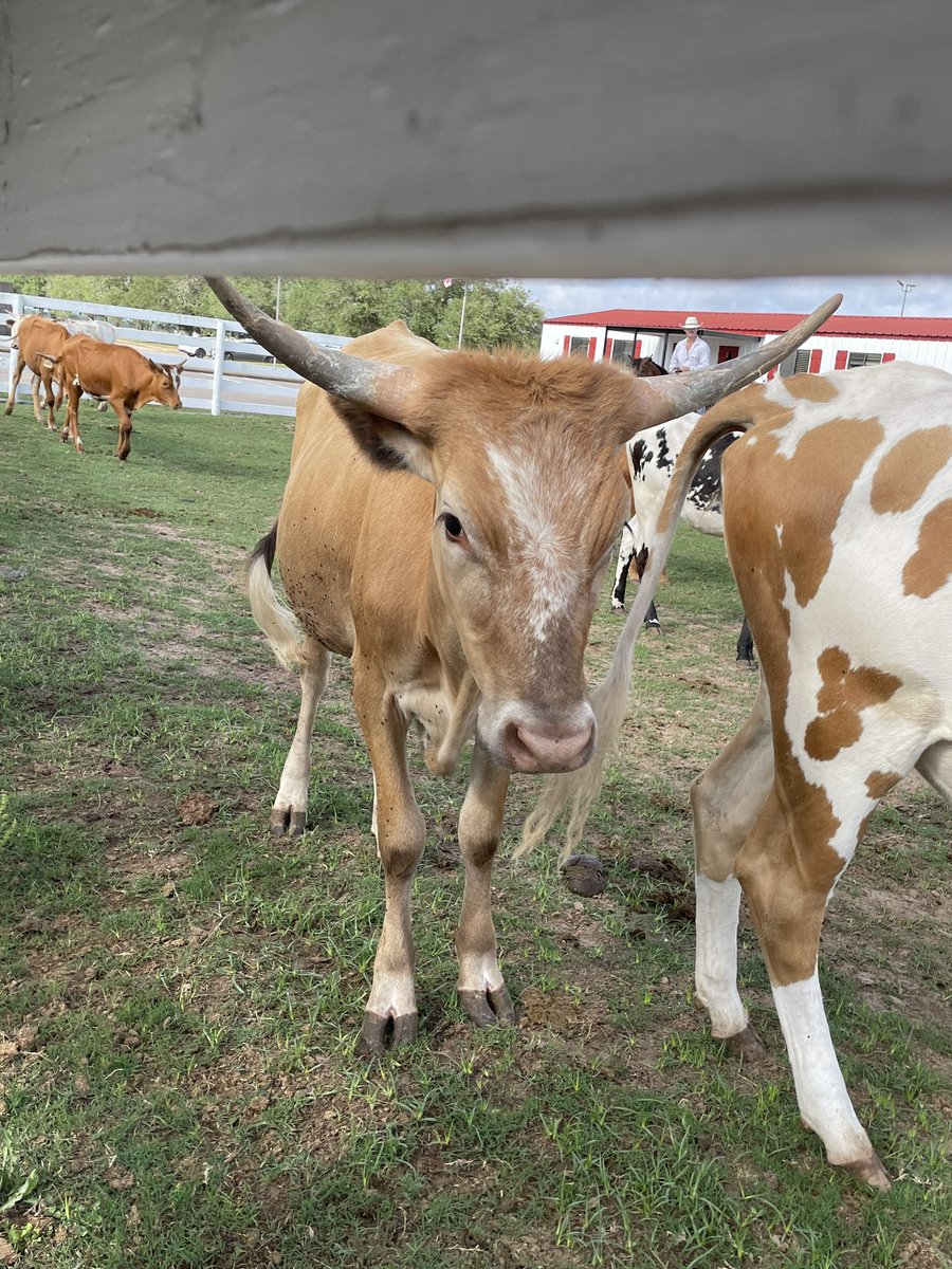 MrsSmithASE_ART's tweet photo. Horses, chickens and longhorns, oh my! Awesome day spent with my art partner @MrsLev_ASE_Art and fellow district art teachers at George Ranch Historical Park! #artpd #collaboration #elementaryart @FBISDvisualart @DonnaWhisonant @FBISDFineArts https://t.co/UEmuen9Ln9