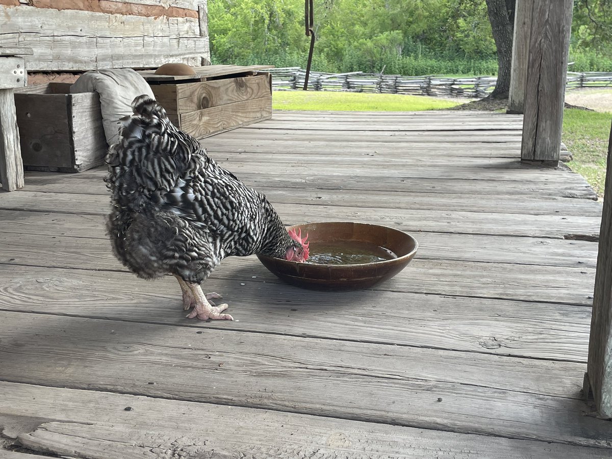 MrsSmithASE_ART's tweet photo. Horses, chickens and longhorns, oh my! Awesome day spent with my art partner @MrsLev_ASE_Art and fellow district art teachers at George Ranch Historical Park! #artpd #collaboration #elementaryart @FBISDvisualart @DonnaWhisonant @FBISDFineArts https://t.co/UEmuen9Ln9