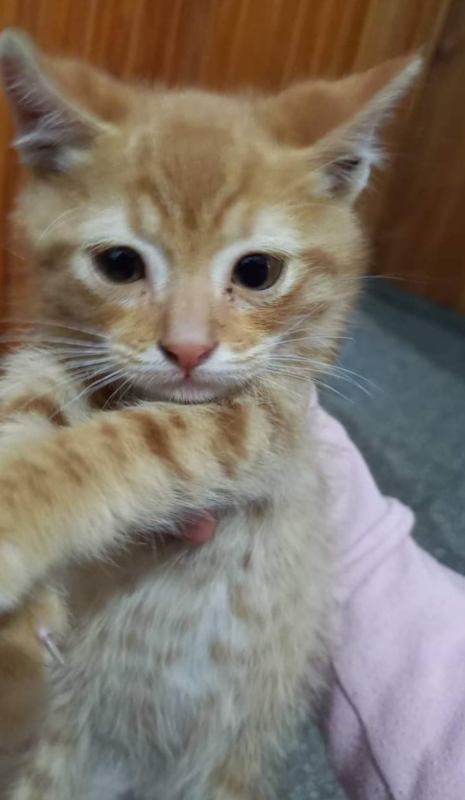 TuayudaesONG's tweet photo. 🐾Machito de 50 días aprox
🐾Come solito y es súper juguetón
🐾 CONTACTO:  2622314431 https://t.co/ggSzs3hGMf