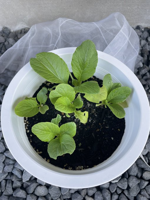 Twitterのコスプレ画像3