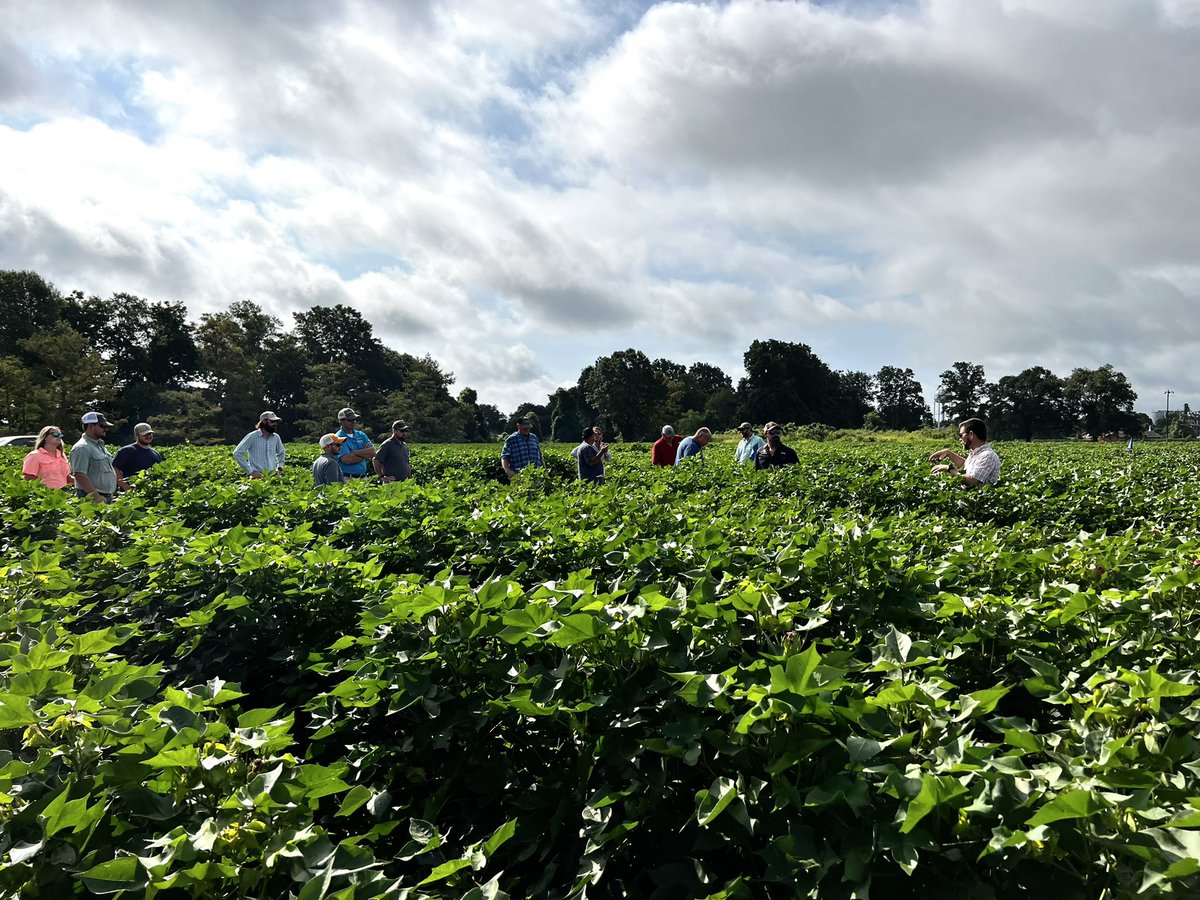 Lindsay_S_S's tweet photo. Great to be back in the MS Delta cotton fields the last 2 days. 13 @utextension ANR agents and UT specialists @TysonRaper &amp; @RyanBlairVFL attended the #EnlistExperience then toured research at the #DREC with MSU specialists @BPieralisi &amp; @WhitneyDCrow. https://t.co/1rQNydTlwd