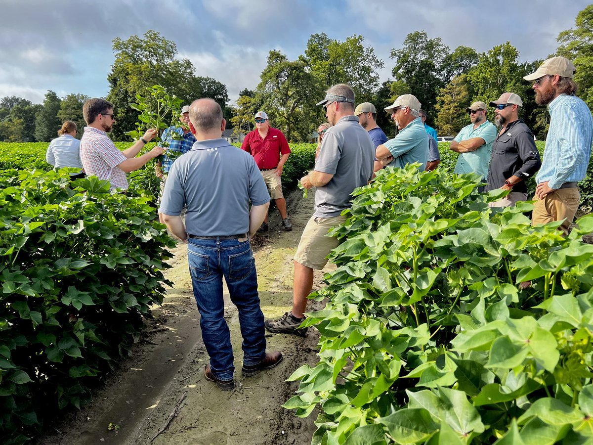 Lindsay_S_S's tweet photo. Great to be back in the MS Delta cotton fields the last 2 days. 13 @utextension ANR agents and UT specialists @TysonRaper &amp; @RyanBlairVFL attended the #EnlistExperience then toured research at the #DREC with MSU specialists @BPieralisi &amp; @WhitneyDCrow. https://t.co/1rQNydTlwd