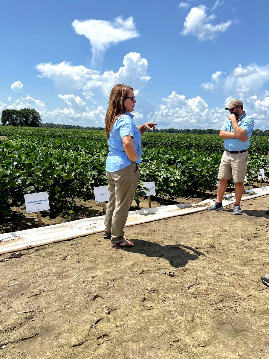 Lindsay_S_S's tweet photo. Great to be back in the MS Delta cotton fields the last 2 days. 13 @utextension ANR agents and UT specialists @TysonRaper &amp; @RyanBlairVFL attended the #EnlistExperience then toured research at the #DREC with MSU specialists @BPieralisi &amp; @WhitneyDCrow. https://t.co/1rQNydTlwd