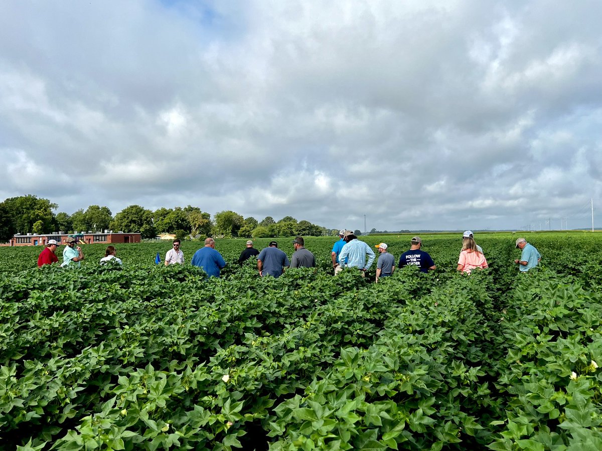 Lindsay_S_S's tweet photo. Great to be back in the MS Delta cotton fields the last 2 days. 13 @utextension ANR agents and UT specialists @TysonRaper &amp; @RyanBlairVFL attended the #EnlistExperience then toured research at the #DREC with MSU specialists @BPieralisi &amp; @WhitneyDCrow. https://t.co/1rQNydTlwd