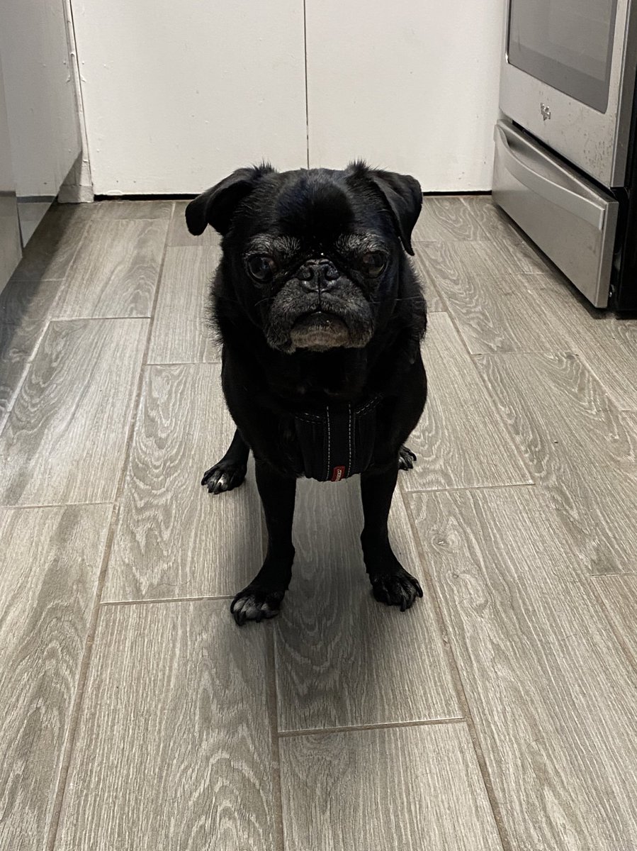 A2 maybe something like Taco or Filet #pugchat