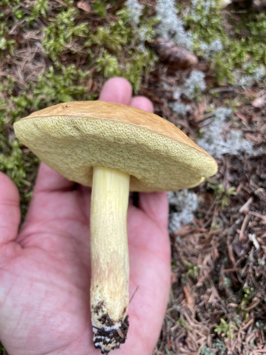 A short walk in the N Minnesota woods was fruitful