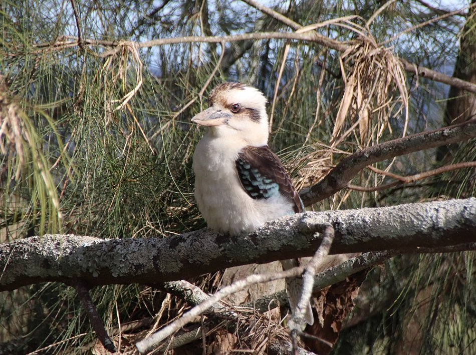 Here's a handsome Kookaburra I spotted in Bulahdelah - a very popular and iconic Australian bird