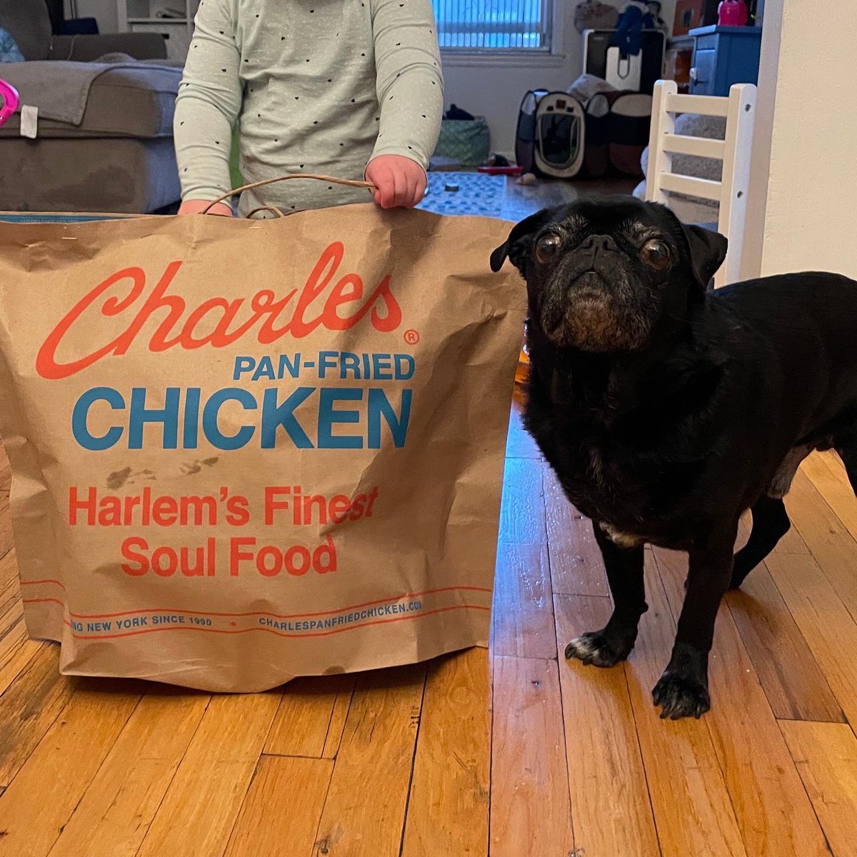 I pretty much raised the toddler. #pugchat