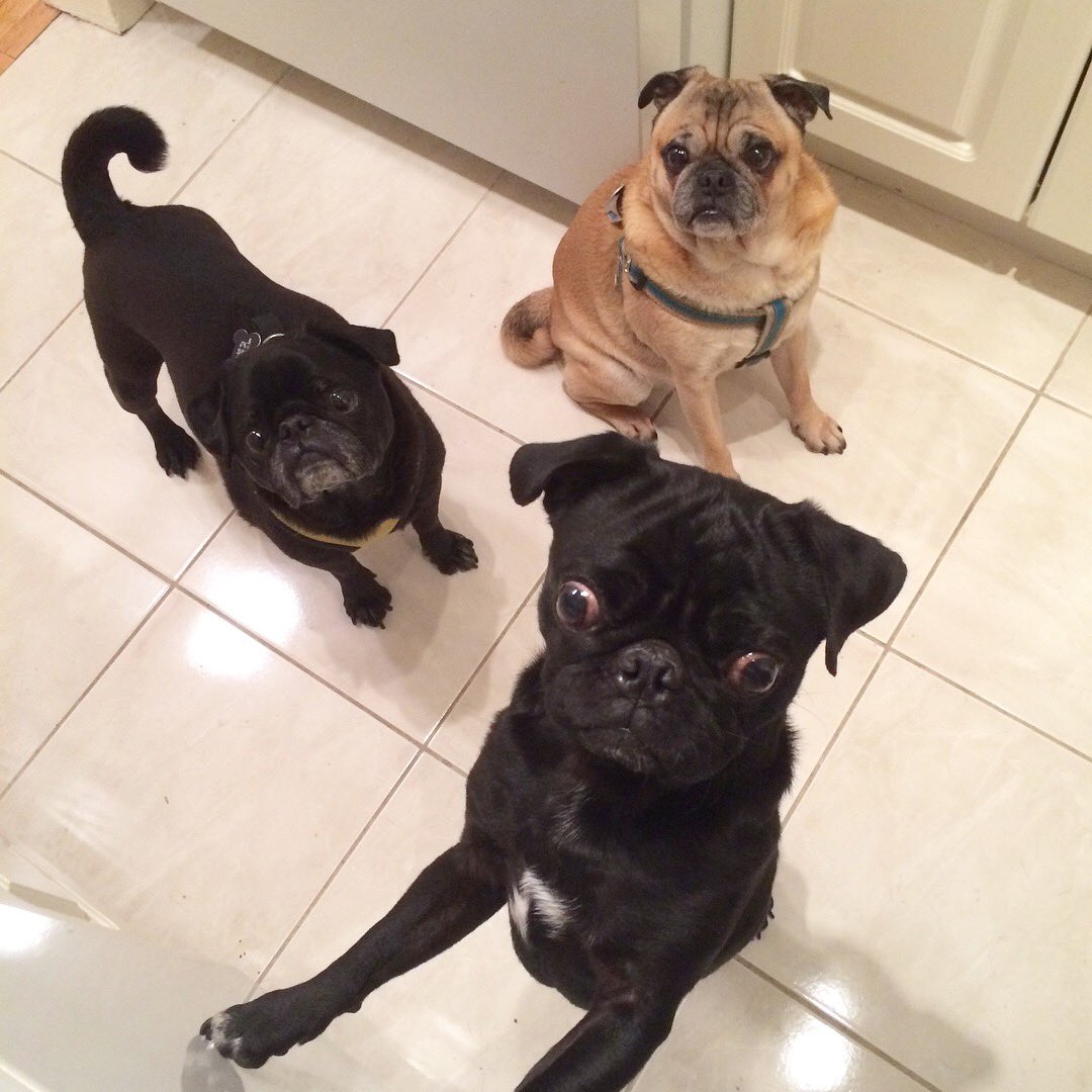 I get spoiled by <a href="/PugNamedFinn/">Finn</a>’s ma when my humans are away. She gets me. #pugchat