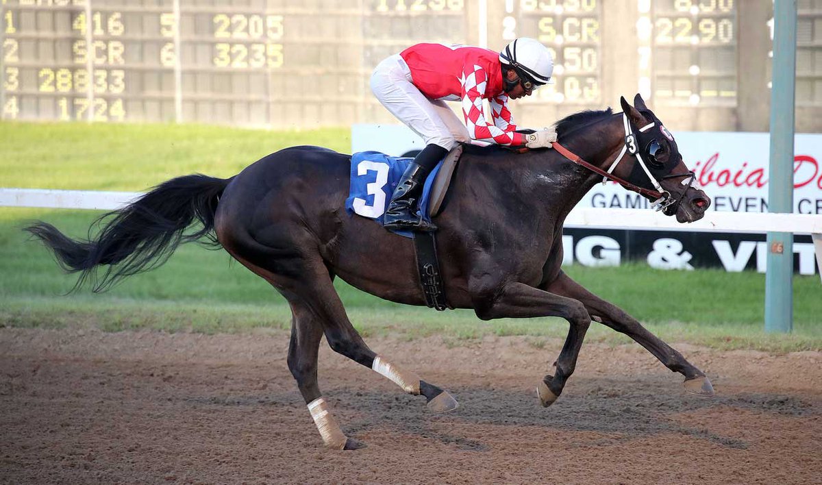 Soy Tapatio wins the Harvey Warner #Manitoba Mile on Monday at ASD for @diodororacing19 &amp; ownership partners Rick, Clayton &amp; Lana Wiest &amp; Gary Kropp. Jockey Rico Walcott up. Well done! Jason Halstead  📸 #DoTheDowns #Winnipeg #HorseRacing #Horses <a href="/StableDuel/">StableDuel</a> #HPIBet