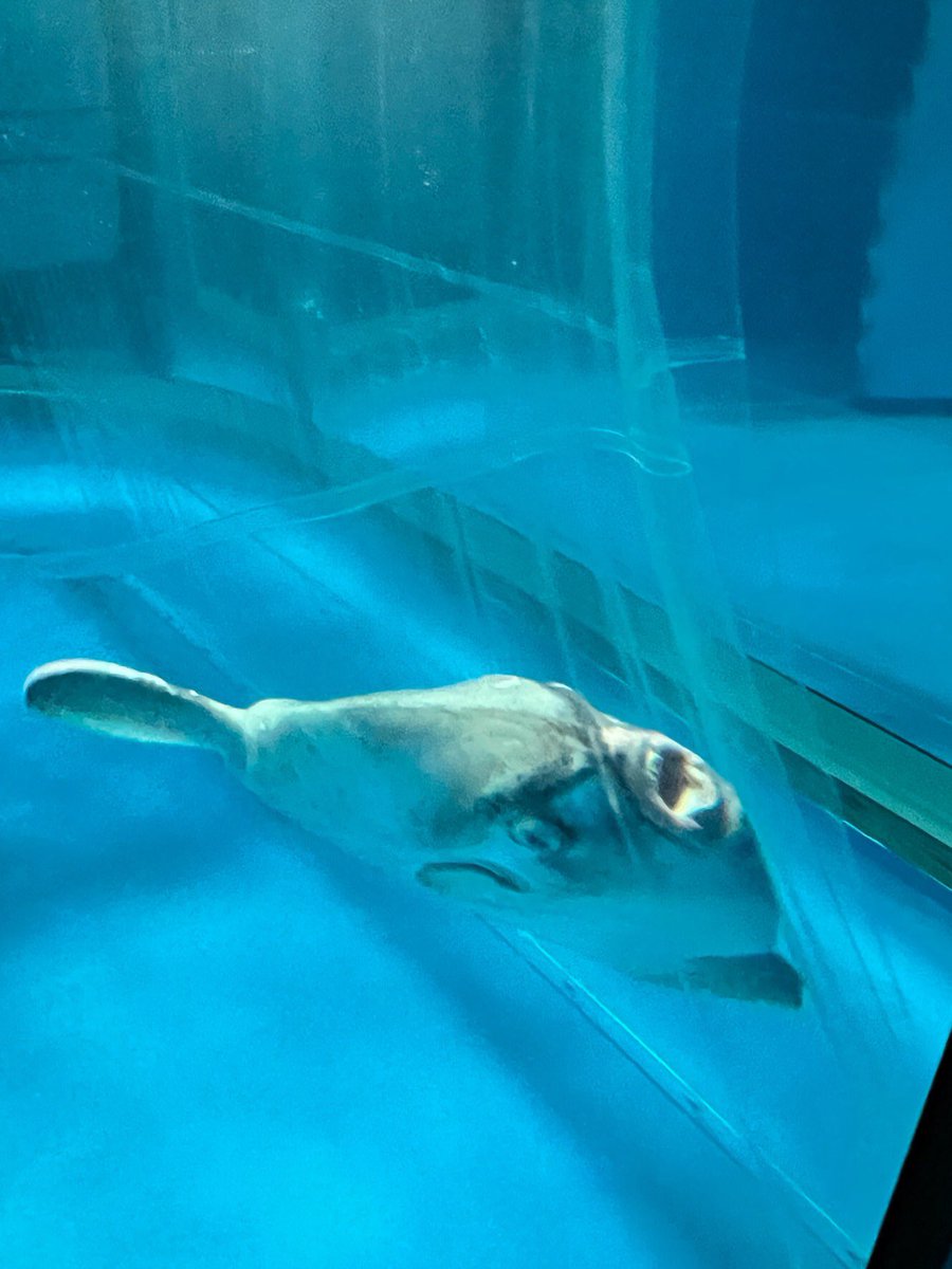 138マンボウ
(ご提供写真) https://t.co/fDpXfJKmze