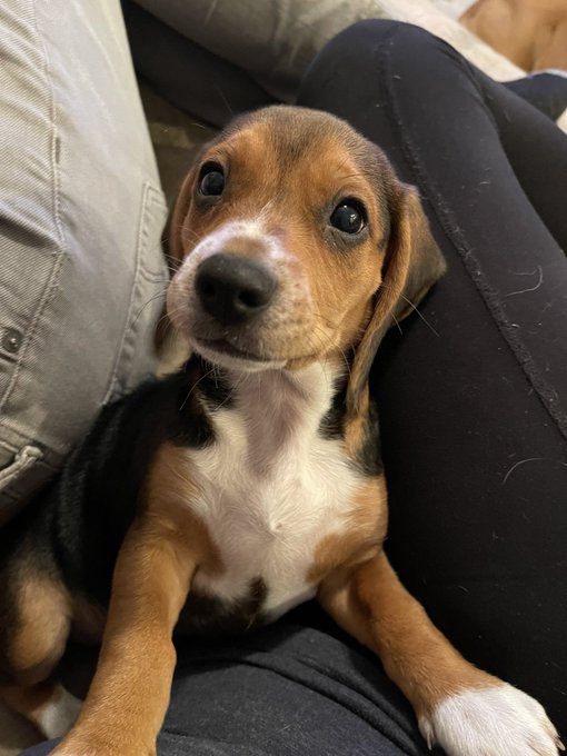 Beagle pup for sale. Come get her https://t.co/Y6DsLNweAk<a href="/tag/mvsales"class="tags"><span>#mvsales</span></a>
