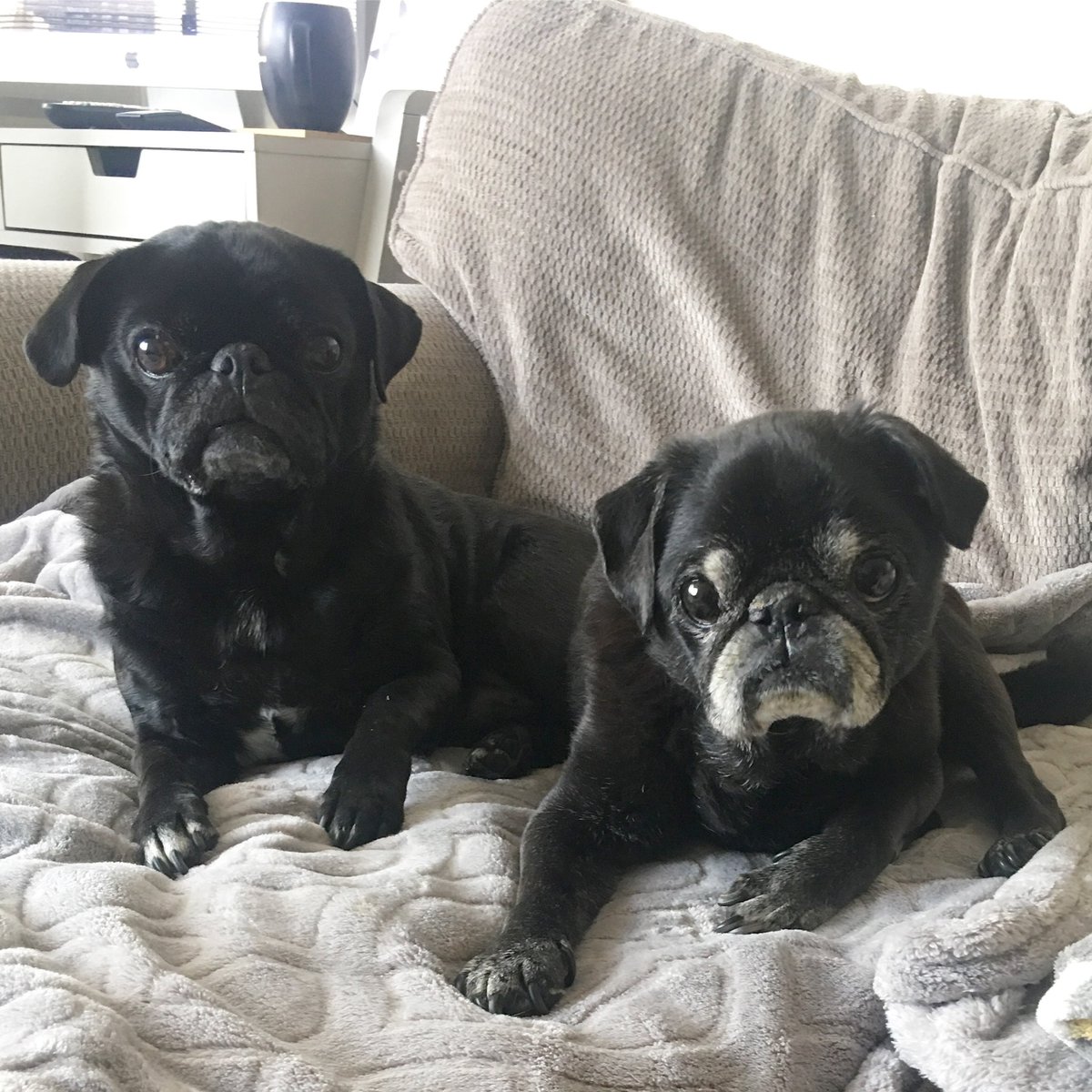 I honestly don’t give much of a reaction these days. Of course they always come back. #pugchat