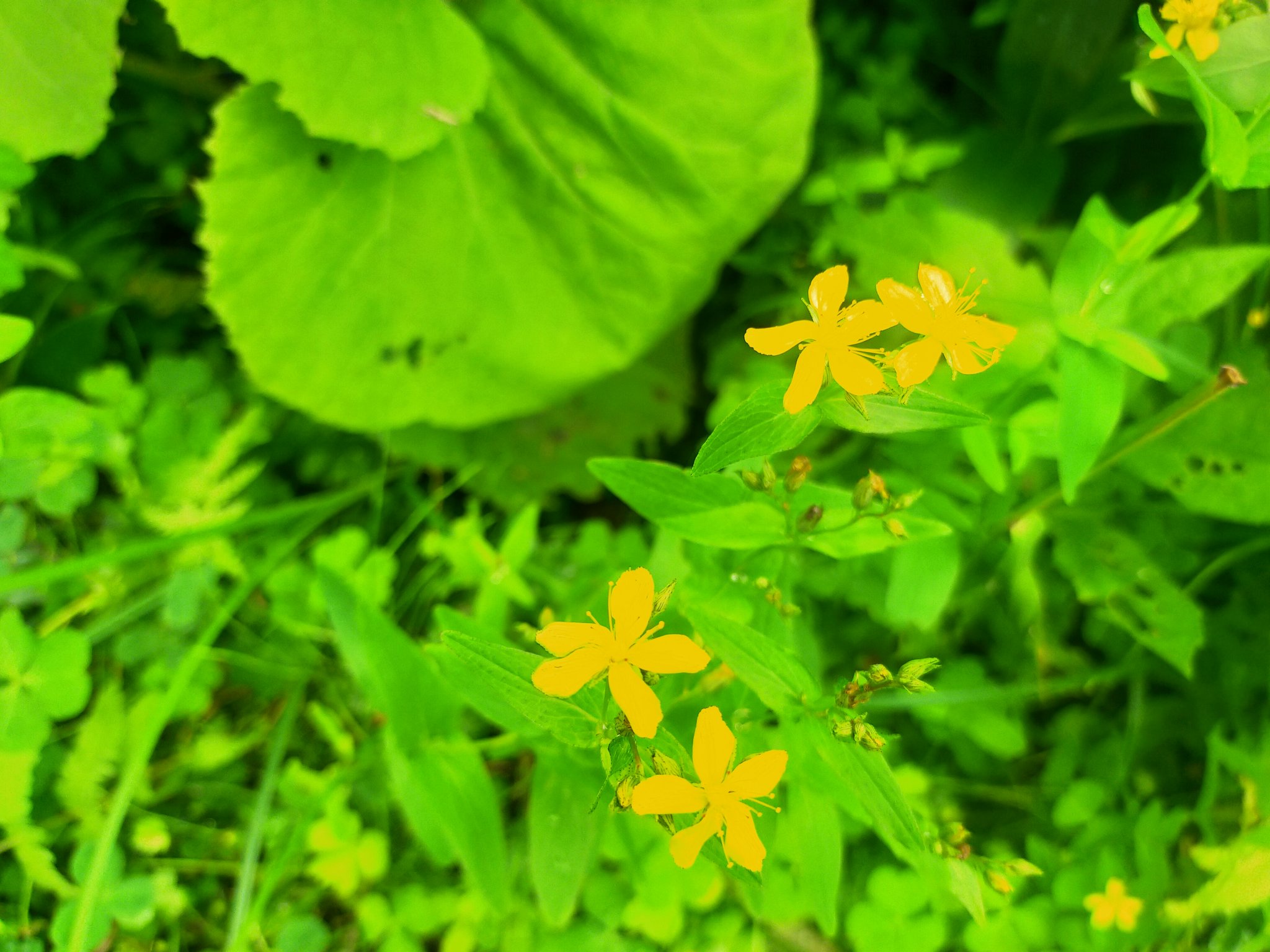滝野の森staff 田んぼの畦に咲いてるこの花の名前はオトギリソウ 漢字で書くと 弟切草 昔この花をめぐって兄が弟を切ったという話が由来とも言われ ゲームのタイトルにもなってましたが 花自体はかわいくてキレイです 弟切草 オトギリソウ