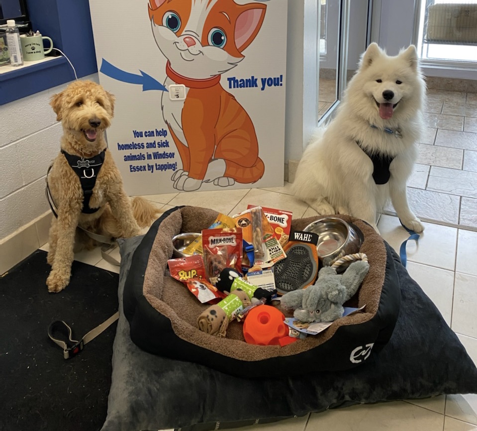 windsorhumane's tweet photo. So much adorable!  Indigo and Ghost had a birthday and asked their friends to donate items for dogs who aren't as lucky as they are!  ❤️
#thankyou #awwww https://t.co/bjSUPNxc2d