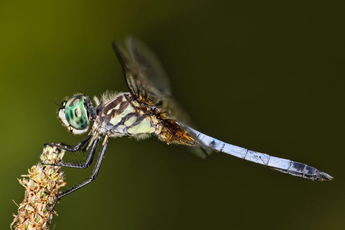 JohnReedPavan's tweet photo. A blue darter near Harlem Meer in late June.
#bluedarter #dragonfly #flies #insects #bugs #entomology #harlemmeer #centralpark #nycparks #macro #canonphotography #luminarneo https://t.co/Ah0FRHtzxw