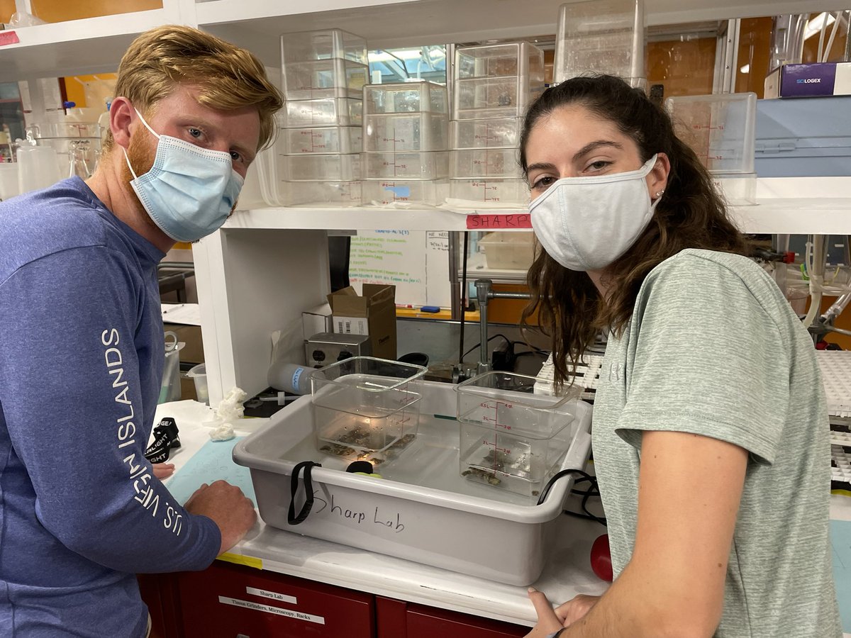SharpKoty's tweet photo. #astrangia #spawnfest here @myrwu off to a great start, with loads of spawning and great fertilization success! Thankful to our hard-working and clever spawning team! @rwusciences https://t.co/2PIcsmuv8z