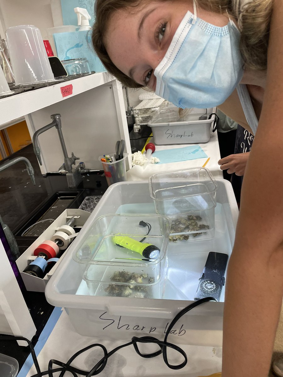 SharpKoty's tweet photo. #astrangia #spawnfest here @myrwu off to a great start, with loads of spawning and great fertilization success! Thankful to our hard-working and clever spawning team! @rwusciences https://t.co/2PIcsmuv8z