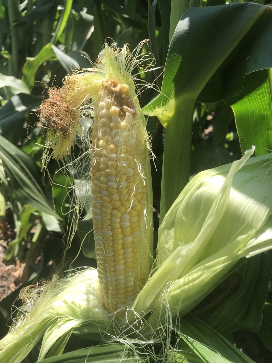EMoore52's tweet photo. Sweetcorn score:  agronomist 1, raccoon 0. #jobperk. https://t.co/g1ELJHJBH0