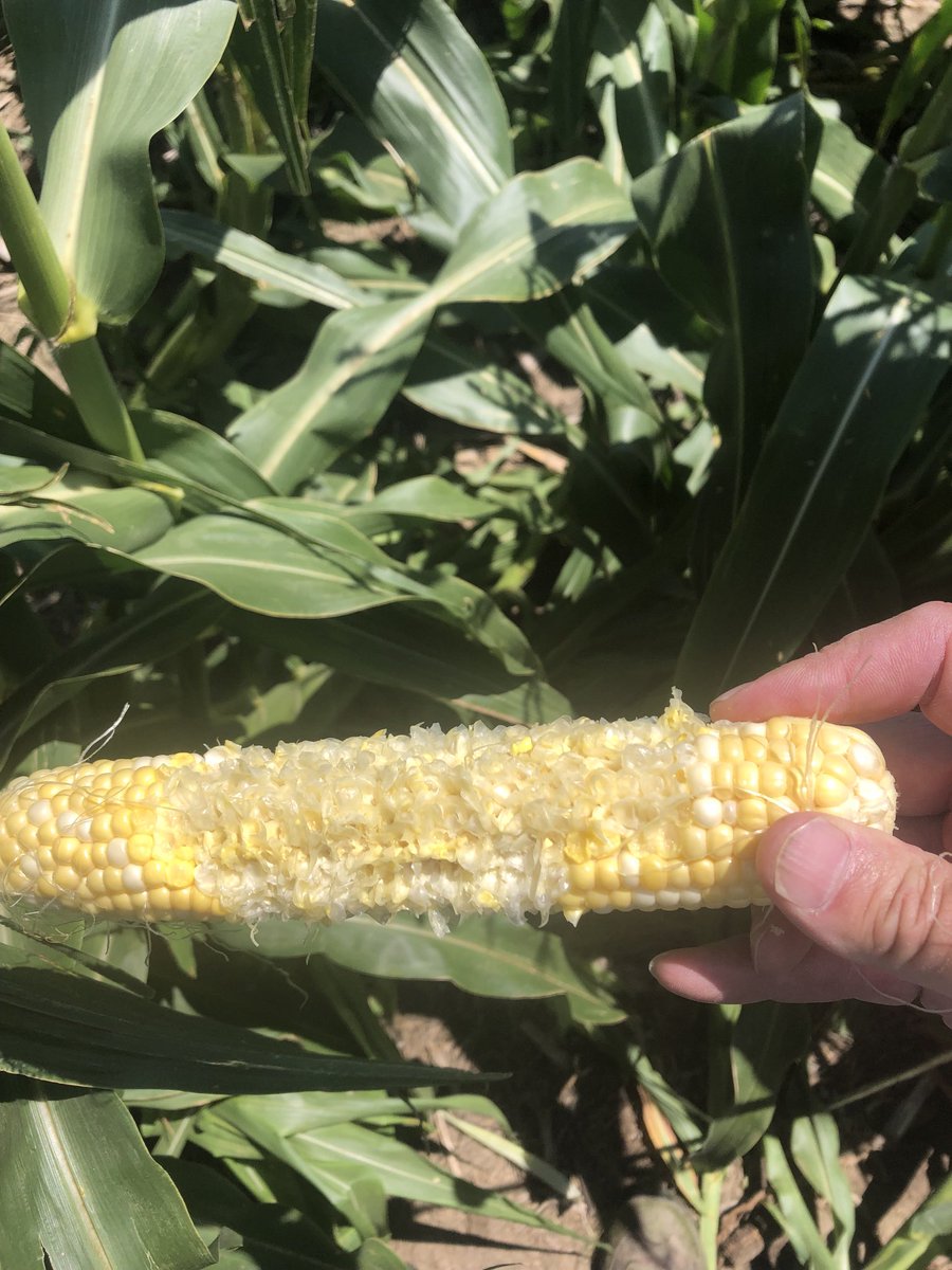 EMoore52's tweet photo. Sweetcorn score:  agronomist 1, raccoon 0. #jobperk. https://t.co/g1ELJHJBH0